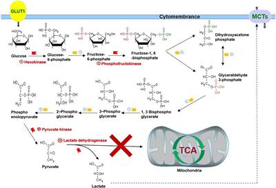 The Mechanism of Warburg Effect-Induced Chemoresistance in Cancer